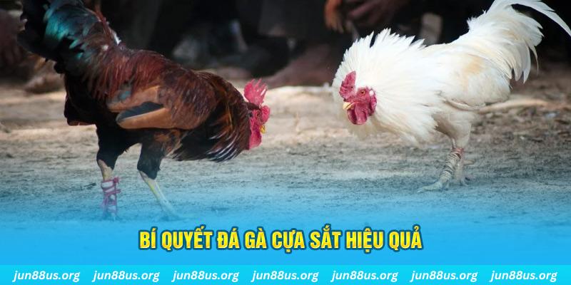 vip666 đá gà cựa dao
