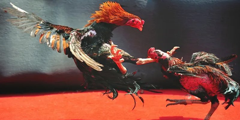 vip666 BG Bắn cá