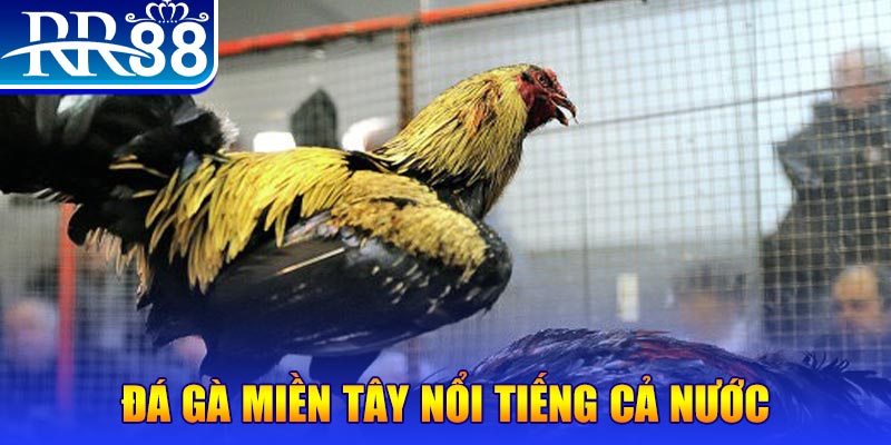 vip666 gà chọi c1.com trực tiếp 888